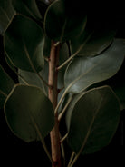 Protea Hasselblad photo art by Swiss photographer TOMas Rodak for sale at TOMs FLOWer CLUB, limited edition of floral art. 