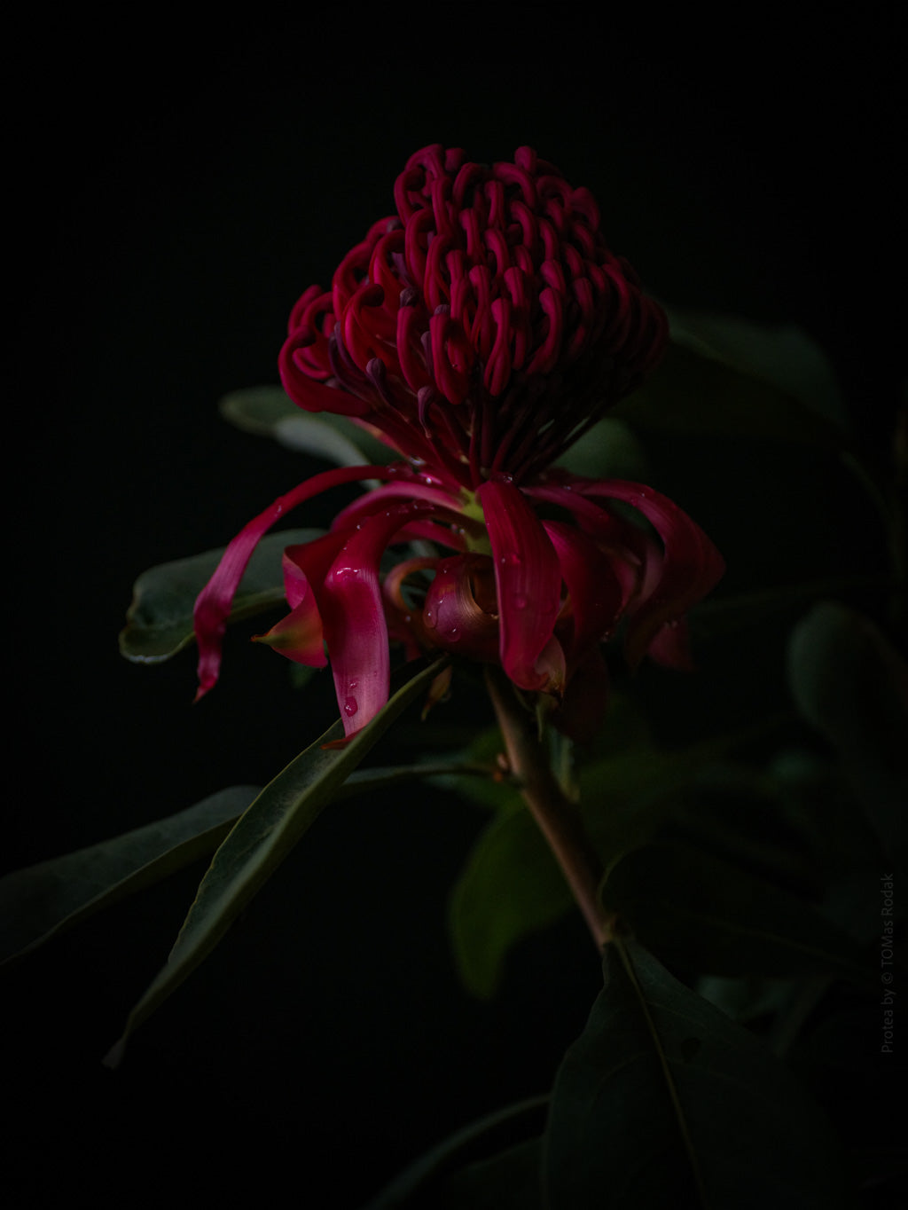 Protea Hasselblad photo art by Swiss photographer TOMas Rodak for sale at TOMs FLOWer CLUB, limited edition of floral art. 