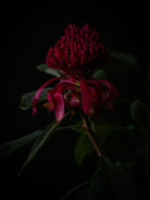 Protea Hasselblad photo art by Swiss photographer TOMas Rodak for sale at TOMs FLOWer CLUB, limited edition of floral art. 