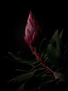 Protea Hasselblad photo art by Swiss photographer TOMas Rodak for sale at TOMs FLOWer CLUB, limited edition of floral art. 