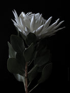 Protea Hasselblad photo art by Swiss photographer TOMas Rodak for sale at TOMs FLOWer CLUB, limited edition of floral art. 