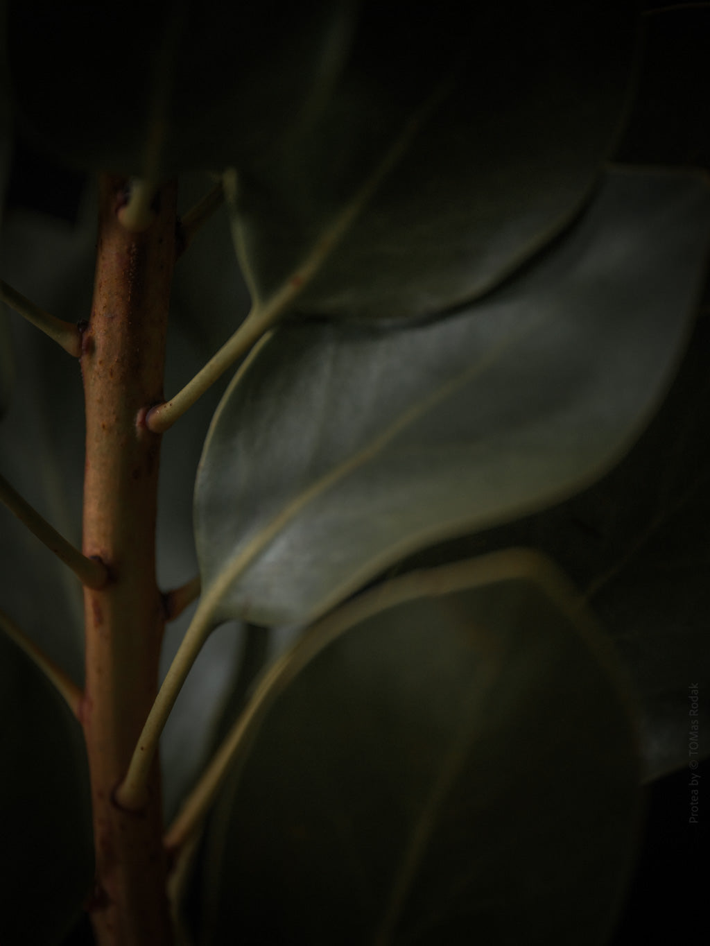 Protea Hasselblad photo art by Swiss photographer TOMas Rodak for sale at TOMs FLOWer CLUB, limited edition of floral art. 