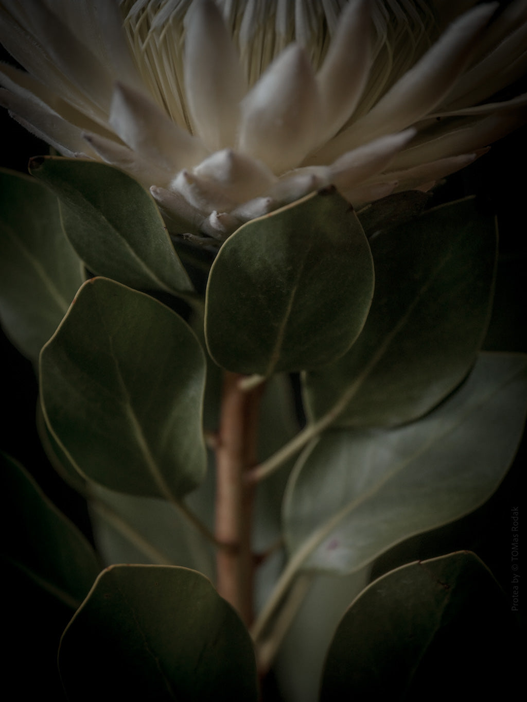 Protea Hasselblad photo art by Swiss photographer TOMas Rodak for sale at TOMs FLOWer CLUB, limited edition of floral art. 