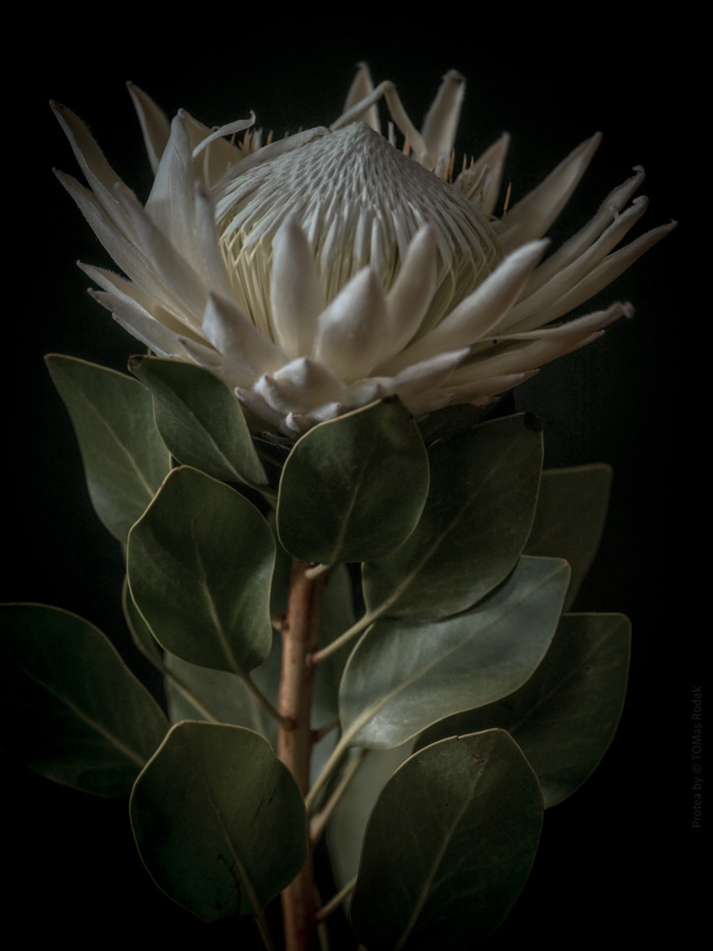 Protea Hasselblad photo art by Swiss photographer TOMas Rodak for sale at TOMs FLOWer CLUB, limited edition of floral art. 