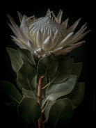 Protea Hasselblad photo art by Swiss photographer TOMas Rodak for sale at TOMs FLOWer CLUB, limited edition of floral art. 