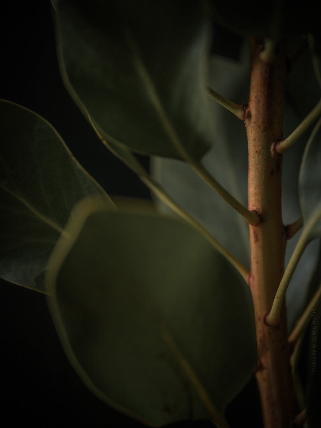 Protea Hasselblad photo art by Swiss photographer TOMas Rodak for sale at TOMs FLOWer CLUB, limited edition of floral art. 