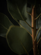 Protea Hasselblad photo art by Swiss photographer TOMas Rodak for sale at TOMs FLOWer CLUB, limited edition of floral art. 
