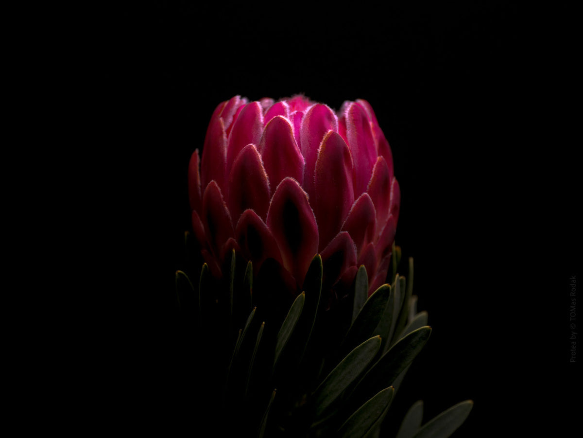 Protea Hasselblad photo art by Swiss photographer TOMas Rodak for sale at TOMs FLOWer CLUB, limited edition of floral art. 