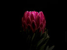 Protea Hasselblad photo art by Swiss photographer TOMas Rodak for sale at TOMs FLOWer CLUB, limited edition of floral art. 