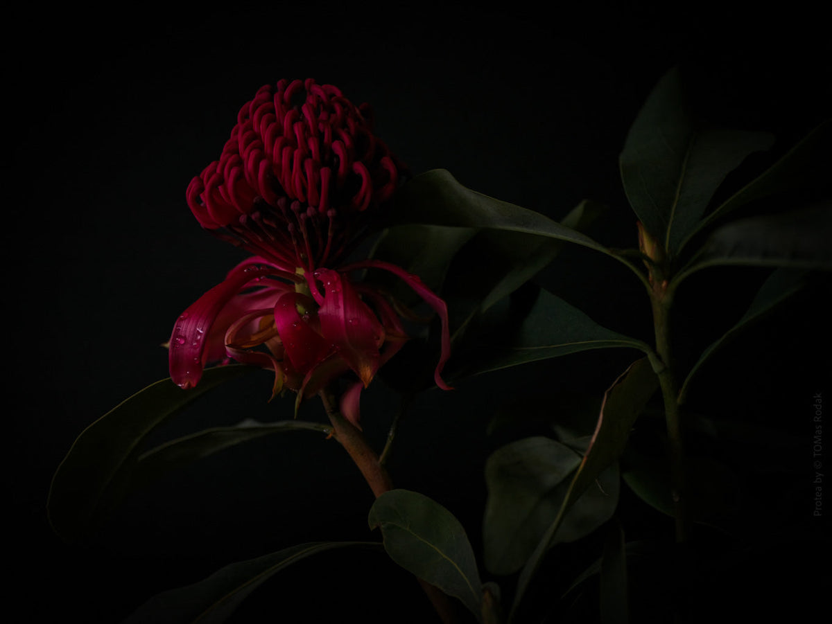 Protea Hasselblad photo art by Swiss photographer TOMas Rodak for sale at TOMs FLOWer CLUB, limited edition of floral art. 