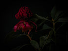 Protea Hasselblad photo art by Swiss photographer TOMas Rodak for sale at TOMs FLOWer CLUB, limited edition of floral art. 