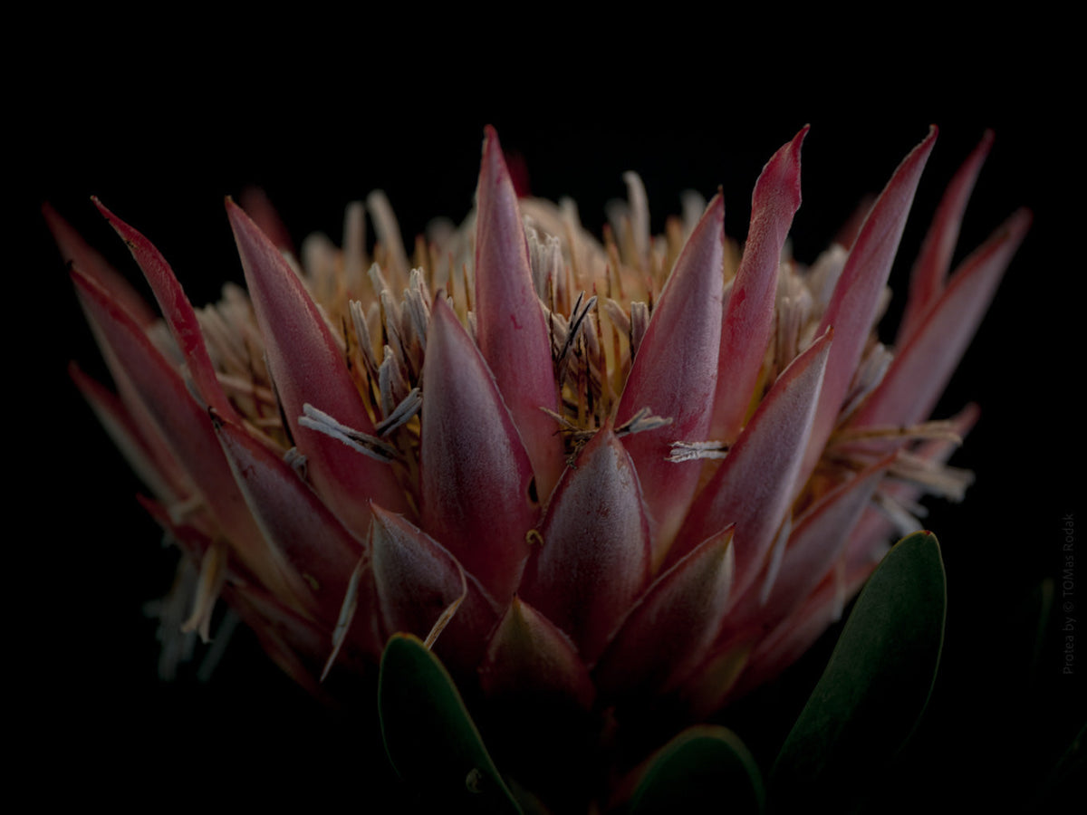 Protea Hasselblad photo art by Swiss photographer TOMas Rodak for sale at TOMs FLOWer CLUB, limited edition of floral art. 