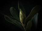 Protea Hasselblad photo art by Swiss photographer TOMas Rodak for sale at TOMs FLOWer CLUB, limited edition of floral art. 
