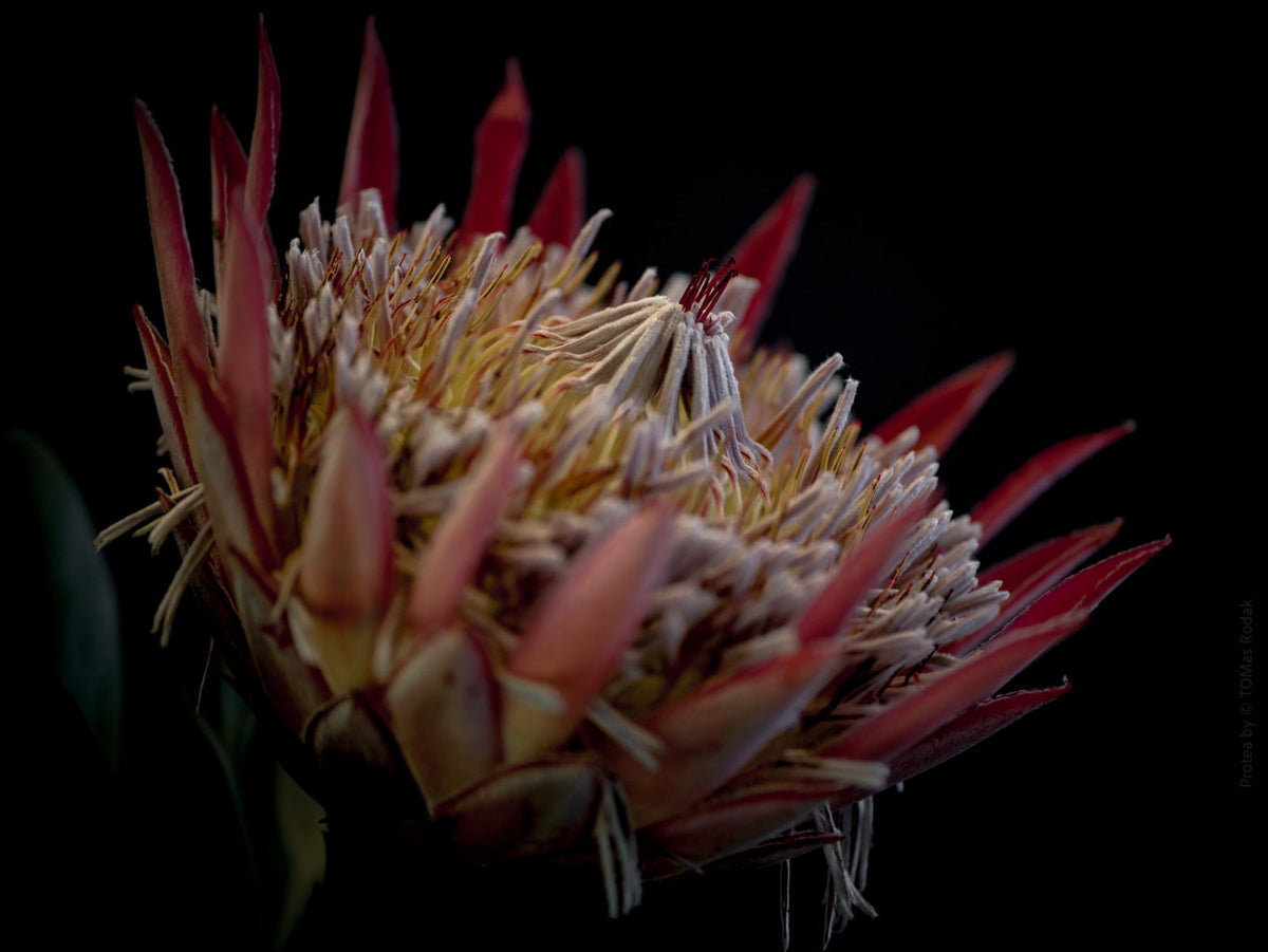 Protea Hasselblad photo art by Swiss photographer TOMas Rodak for sale at TOMs FLOWer CLUB, limited edition of floral art. 