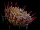 Protea Hasselblad photo art by Swiss photographer TOMas Rodak for sale at TOMs FLOWer CLUB, limited edition of floral art. 