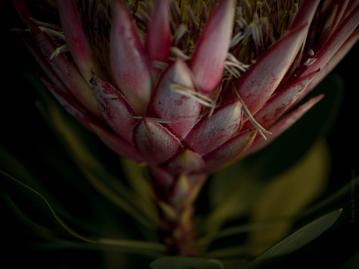 Protea Hasselblad photo art by Swiss photographer TOMas Rodak for sale at TOMs FLOWer CLUB, limited edition of floral art. 