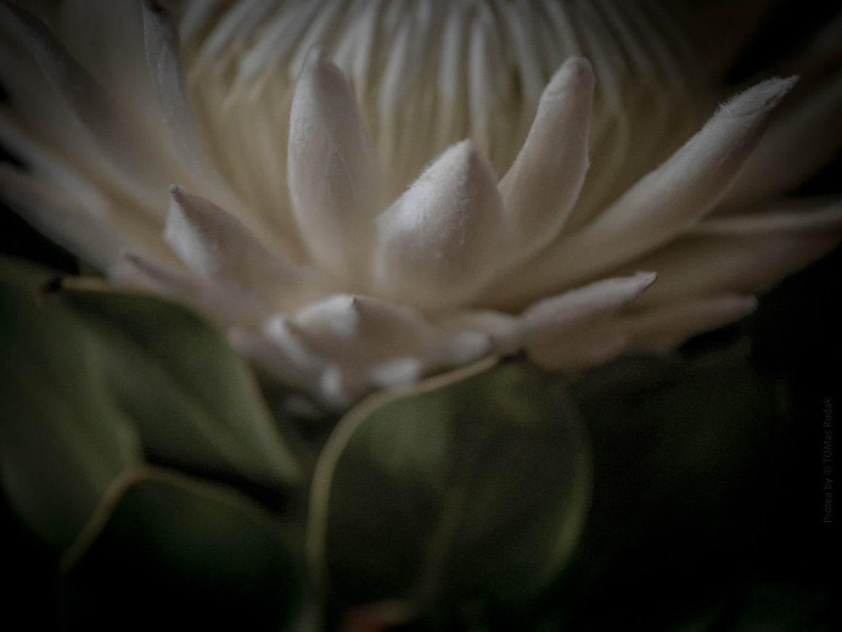 Protea Hasselblad photo art by Swiss photographer TOMas Rodak for sale at TOMs FLOWer CLUB, limited edition of floral art. 