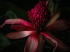 Protea Hasselblad photo art by Swiss photographer TOMas Rodak for sale at TOMs FLOWer CLUB, limited edition of floral art. 