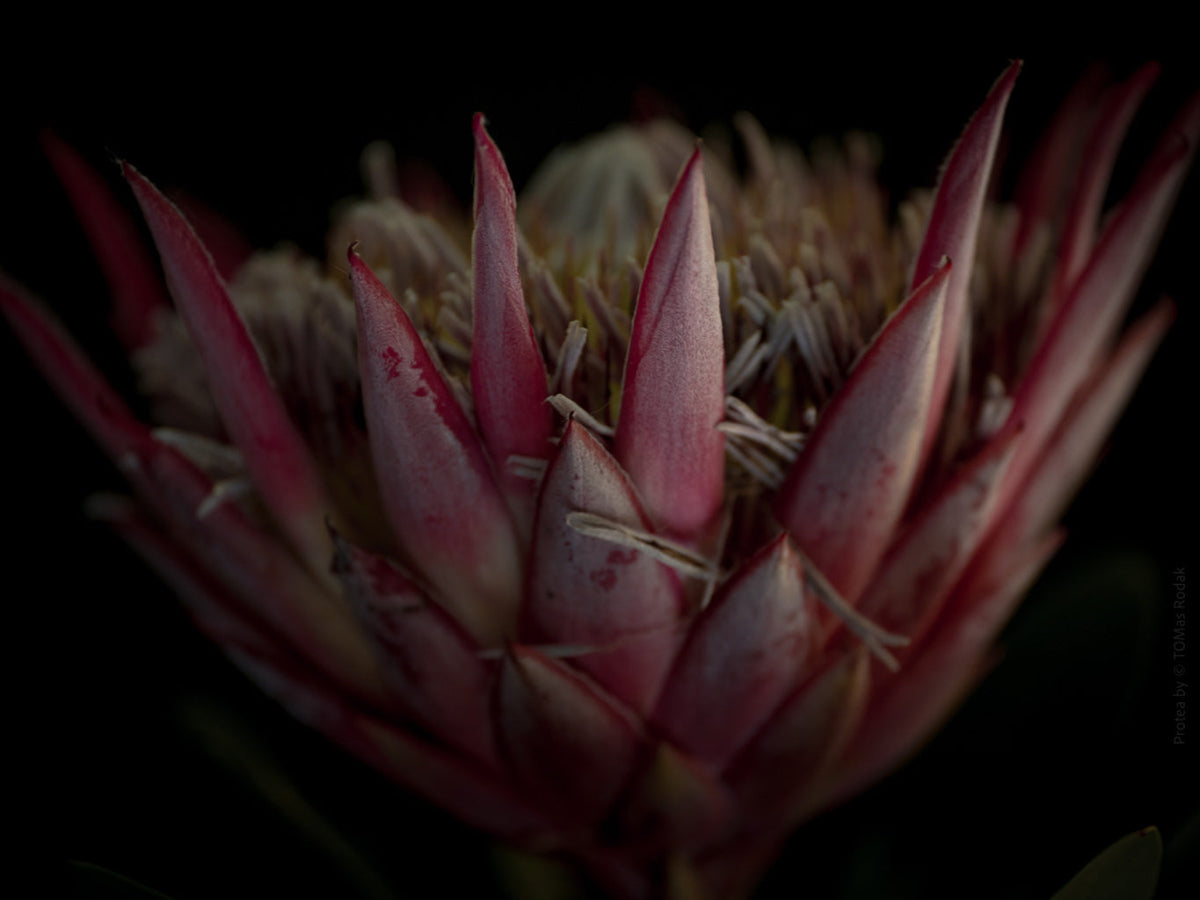 Protea Hasselblad photo art by Swiss photographer TOMas Rodak for sale at TOMs FLOWer CLUB, limited edition of floral art. 