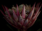 Protea Hasselblad photo art by Swiss photographer TOMas Rodak for sale at TOMs FLOWer CLUB, limited edition of floral art. 
