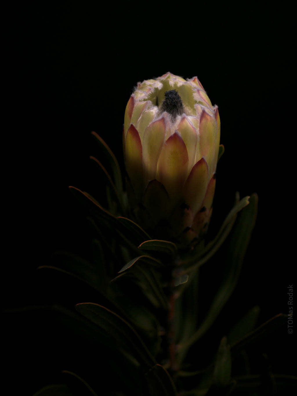 PROTEA ARISTATA, sugarbush, South African plants, floral photography by TOMas Rodak, TOMs FLOWer CLUB.