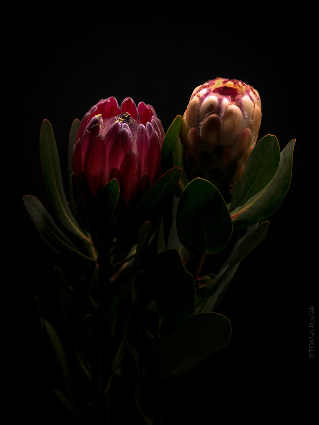 PROTEA ARISTATA, sugarbush, South African plants, floral photography by TOMas Rodak, TOMs FLOWer CLUB.