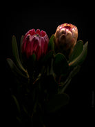 PROTEA ARISTATA, sugarbush, South African plants, floral photography by TOMas Rodak, TOMs FLOWer CLUB.