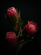 PROTEA ARISTATA, sugarbush, South African plants, floral photography by TOMas Rodak, TOMs FLOWer CLUB.