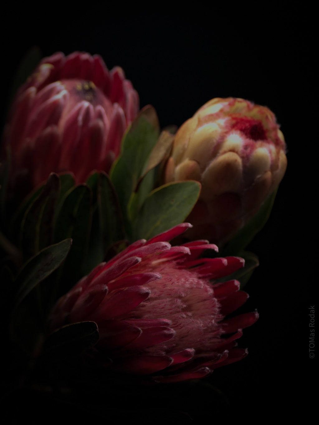 PROTEA ARISTATA, sugarbush, South African plants, floral photography by TOMas Rodak, TOMs FLOWer CLUB.