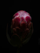 PROTEA ARISTATA, sugarbush, South African plants, floral photography by TOMas Rodak, TOMs FLOWer CLUB.