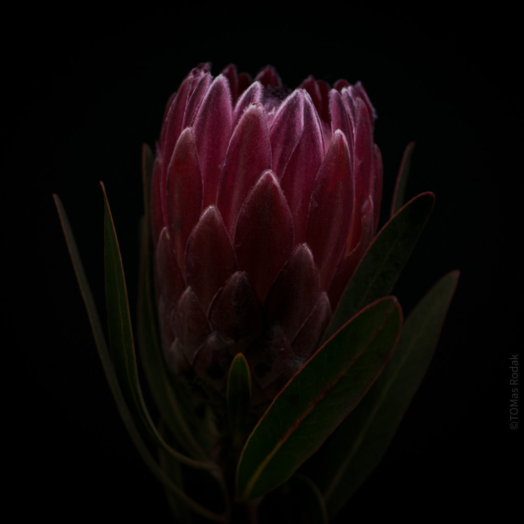 PROTEA ARISTATA, sugarbush, South African plants, floral photography by TOMas Rodak, TOMs FLOWer CLUB.