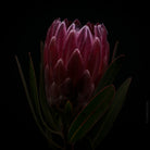PROTEA ARISTATA, sugarbush, South African plants, floral photography by TOMas Rodak, TOMs FLOWer CLUB.