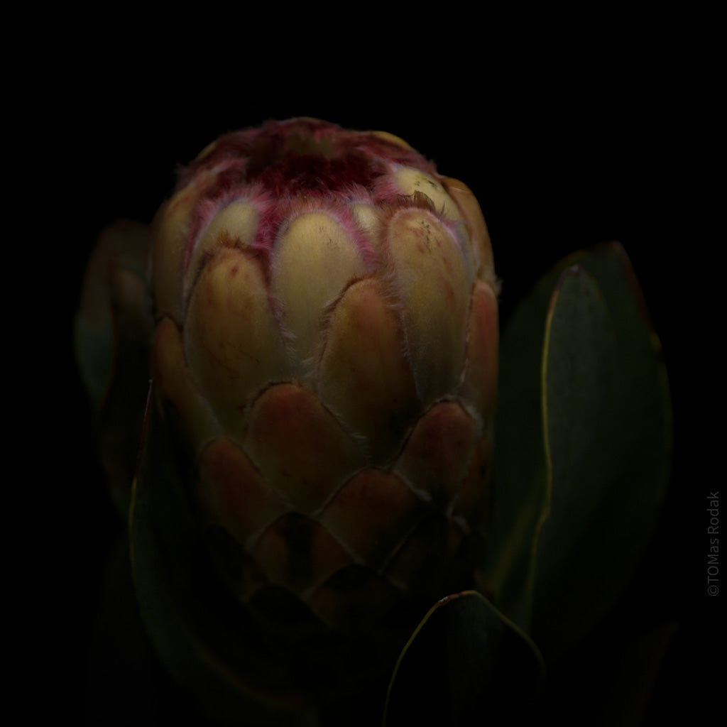 PROTEA ARISTATA, sugarbush, South African plants, floral photography by TOMas Rodak, TOMs FLOWer CLUB.