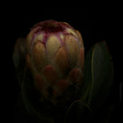 PROTEA ARISTATA, sugarbush, South African plants, floral photography by TOMas Rodak, TOMs FLOWer CLUB.