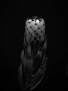 PROTEA ARISTATA, sugarbush, South African plants, floral photography by TOMas Rodak, TOMs FLOWer CLUB.