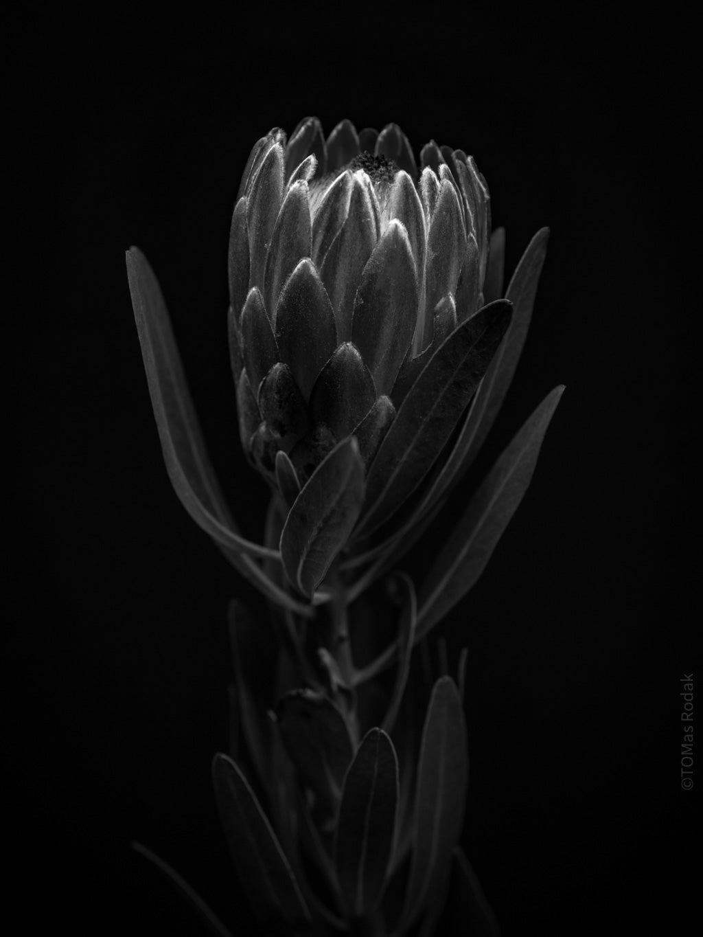 PROTEA ARISTATA, sugarbush, South African plants, floral photography by TOMas Rodak, TOMs FLOWer CLUB.