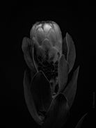 PROTEA ARISTATA, sugarbush, South African plants, floral photography by TOMas Rodak, TOMs FLOWer CLUB.