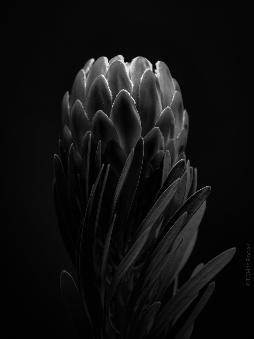 PROTEA ARISTATA, sugarbush, South African plants, floral photography by TOMas Rodak, TOMs FLOWer CLUB.