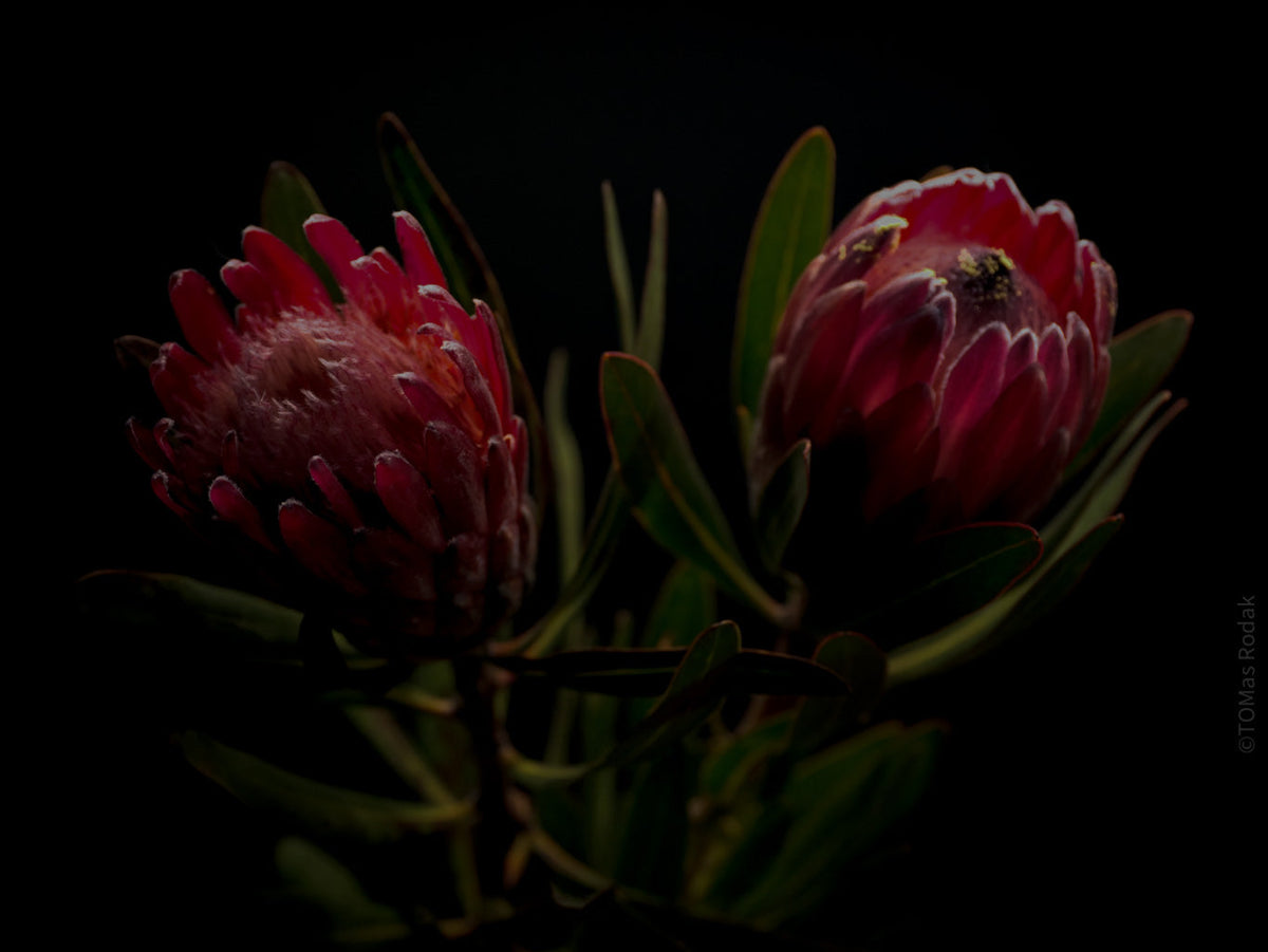 PROTEA ARISTATA, sugarbush, South African plants, floral photography by TOMas Rodak, TOMs FLOWer CLUB.