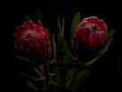 PROTEA ARISTATA, sugarbush, South African plants, floral photography by TOMas Rodak, TOMs FLOWer CLUB.
