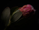PROTEA ARISTATA, sugarbush, South African plants, floral photography by TOMas Rodak, TOMs FLOWer CLUB.