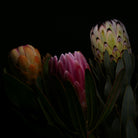 PROTEA ARISTATA, sugarbush, South African plants, floral photography by TOMas Rodak, TOMs FLOWer CLUB.