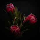 PROTEA ARISTATA, sugarbush, South African plants, floral photography by TOMas Rodak, TOMs FLOWer CLUB.