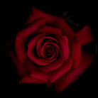Close-up photograph of a vibrant red rose flower, captured by TOMas Rodak using a Hasselblad camera, showcasing a striking floral motif.