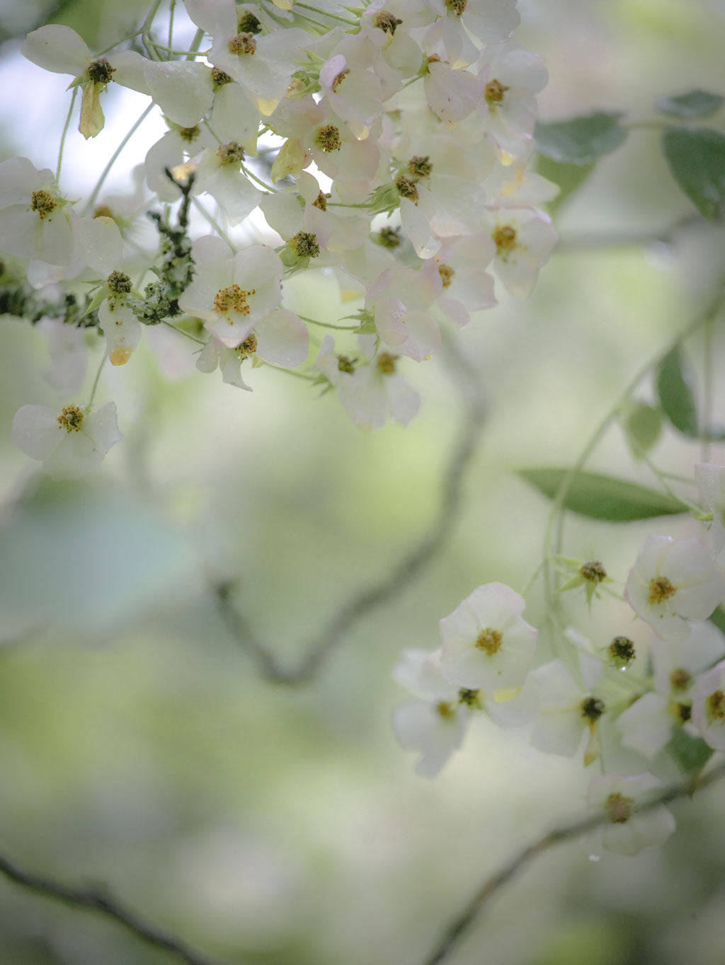 Spring Rosenstöckli rose by Frau Elsbeth Stoiber, Hasselblad photo art by Swiss photographer TOMas Rodak for sale at TOMs FLOWer CLUB, limited edition