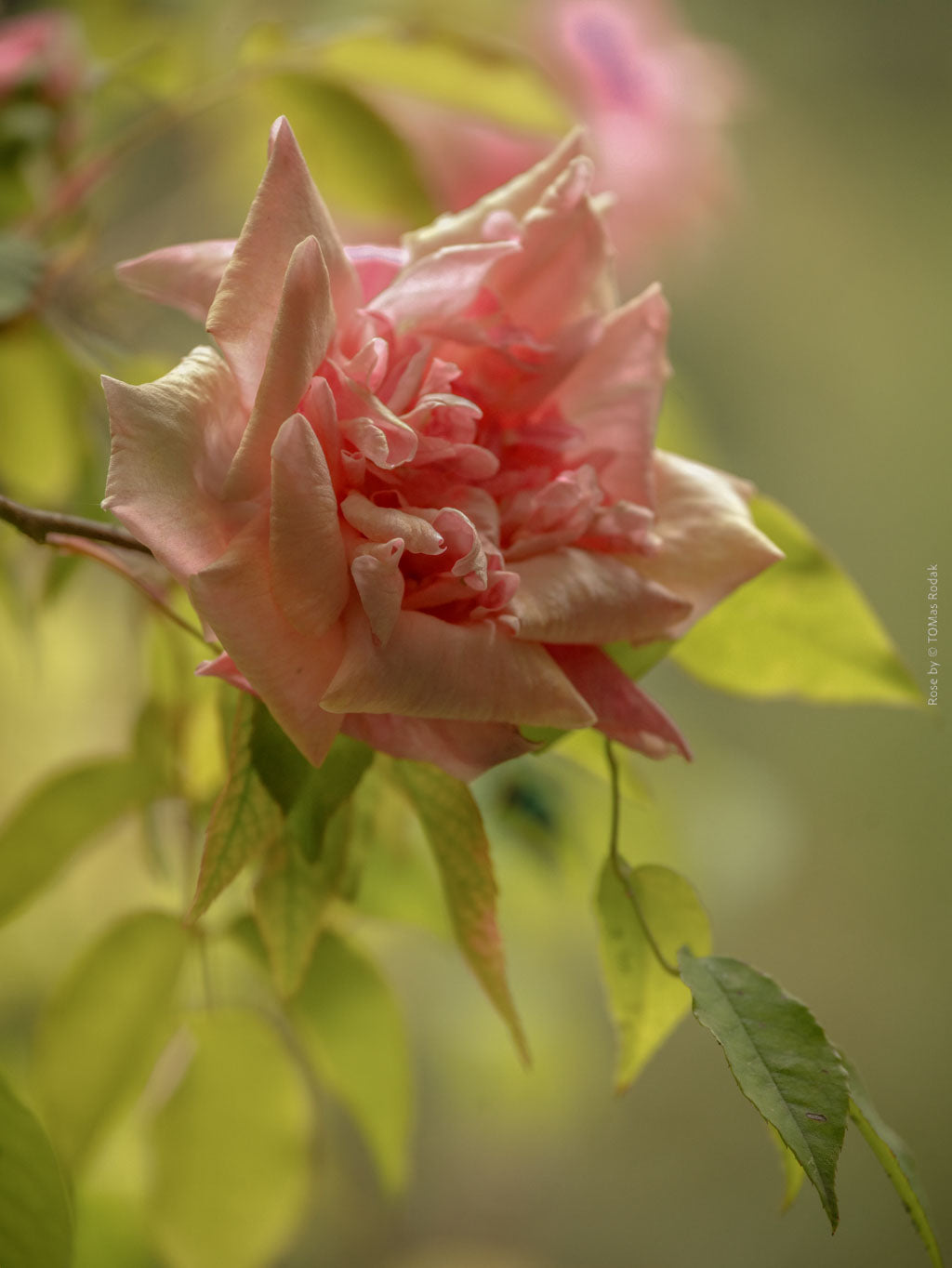 Romantic pink rose, Hasselblad photo art by Swiss photographer TOMas Rodak for sale at TOMs FLOWer CLUB, limited edition