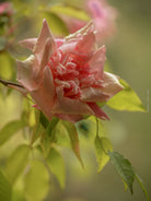 Romantic pink rose, Hasselblad photo art by Swiss photographer TOMas Rodak for sale at TOMs FLOWer CLUB, limited edition