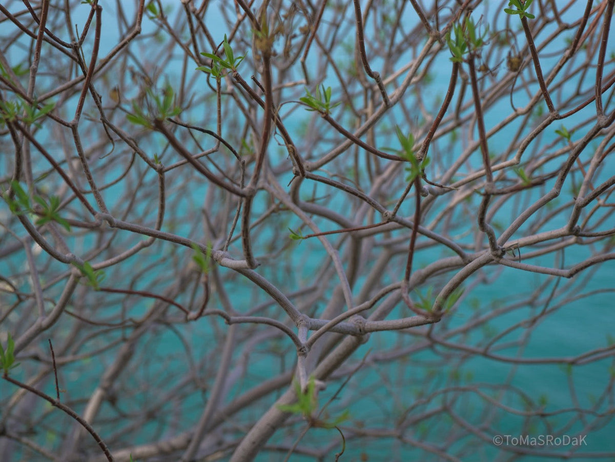Tree photo, Baumfoto, blaues Meer, Sea life, TOMs FLOWer CLUB, Tomas Rodak, photography, Landhaus, country side, blau, meditation, cross roads