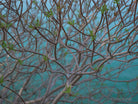 Tree photo, Baumfoto, blaues Meer, Sea life, TOMs FLOWer CLUB, Tomas Rodak, photography, Landhaus, country side, blau, meditation, cross roads