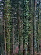 Tree photo, Baumfoto, blaues Meer, Sea life, TOMs FLOWer CLUB, Tomas Rodak, photography, Landhaus, country side, blau, meditation, cross roads, Schwarzwald, Springhof, Springbauer, Hubert Vogt